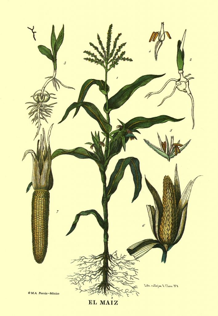 El maíz, Libro “Memoria sobre el cultivo del maíz”. Biblioteca Fototeca Lorenzo Becerril A.C.
